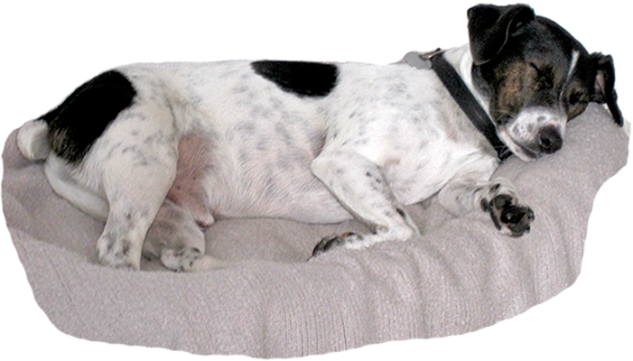 Haustier herzlich willkommen!